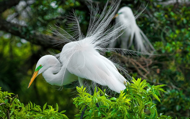 pics, animal wildlife, close-up, nature, great egret, beauty in nature, one animal, 4K, white color, vertebrate, animals in the wild, island