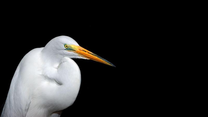 birds, egrets, egret, white, animals, 1080P