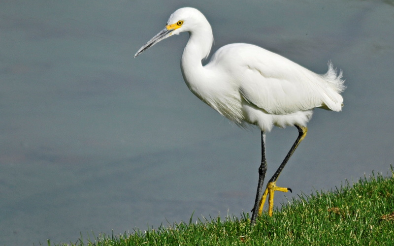 Animals, water, beak, white color, white, flamingo, stork, egret, animals in the wild, full length, animal wildlife, Birds, grass, profile view, side view