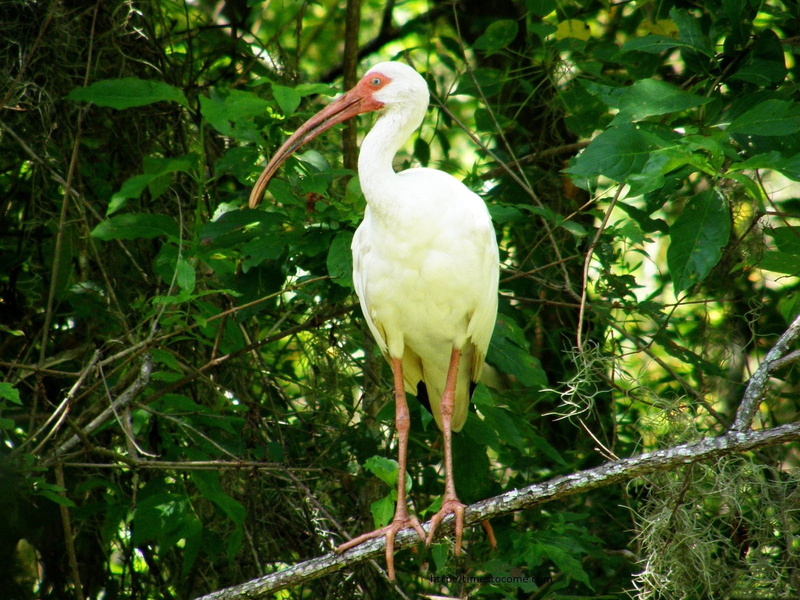 perching, ibis, plant part, birds, bird, growth, animal wildlife, vertebrate, animal themes, plant, green color, white color, beak, no people, day, tree