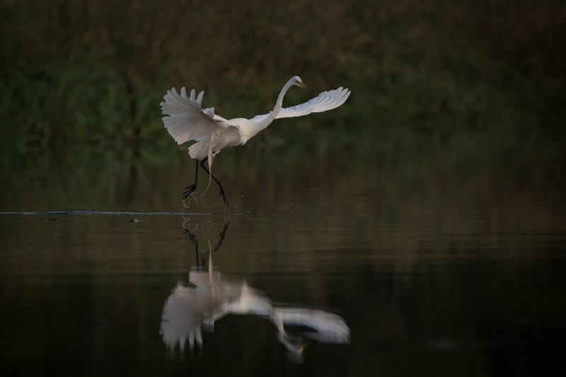 birds, spread wings, no people, animal wildlife, reflection, white color, day, egret, vertebrate, animal themes, waterfront, bird, 720P, motion, water