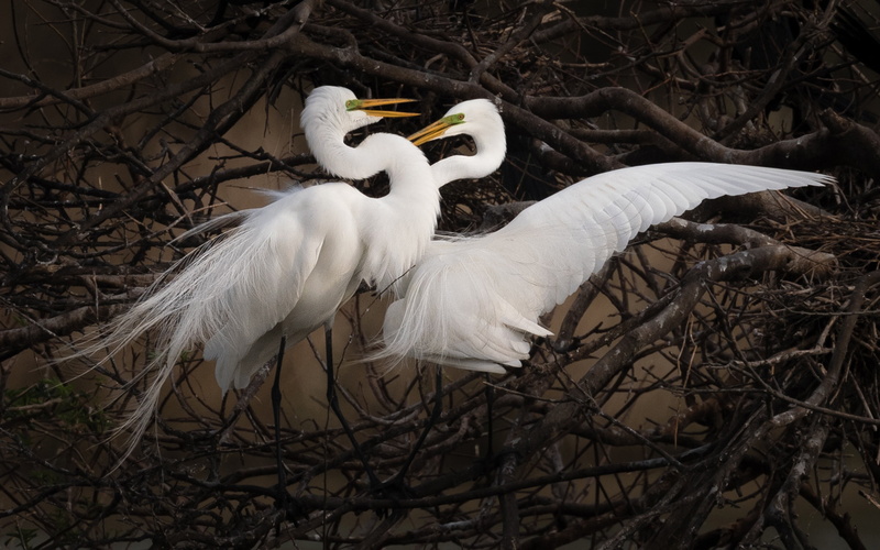 egrets, group of animals, nature, no people, animal nest, vertebrate, branch, plant, two animals, season, outdoors, animals in the wild, animal themes