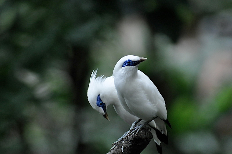close-up, perching, white color, day, bird, animal wildlife, animals in the wild, bali myna, focus on foreground, animal themes, no people, nature, egret