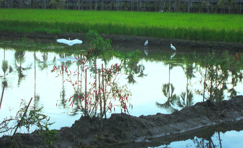 paddy fields, nature and landscapes, the snowy egret, paddy, scenery, 1080P, clear reflection, fields