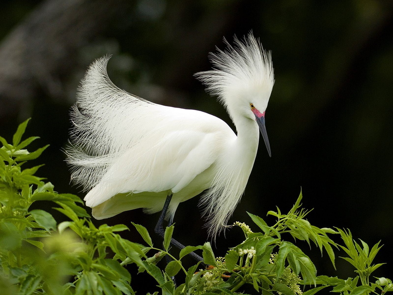 egret, snowy, 720P, breeding, plumage