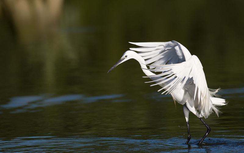animal themes, flap, white color, day, focus on foreground, lake, heron, spread wings, water, flying, bird, one animal, white, wings, stork, animal wildlife