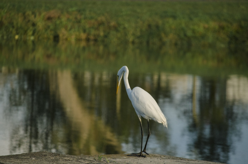 perching, day, animals in the wild, bird, reflection, great egret, water, rainforest, crane - bird, ardea alba, focus on foreground, egret, no people, brazil