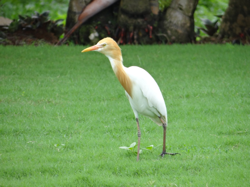 outdoors, focus on foreground, bird, 4K, animal wildlife, plant, beak, white color, animal themes, vertebrate, karnataka, stork, animals in the wild, white