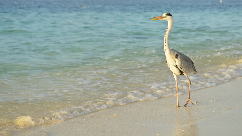 wading, long legs, water bird, no People, wildlife, day, outdoors, 1080P, florida - Usa, coastline, vertebrate, bird, animals In The Wild, one animal