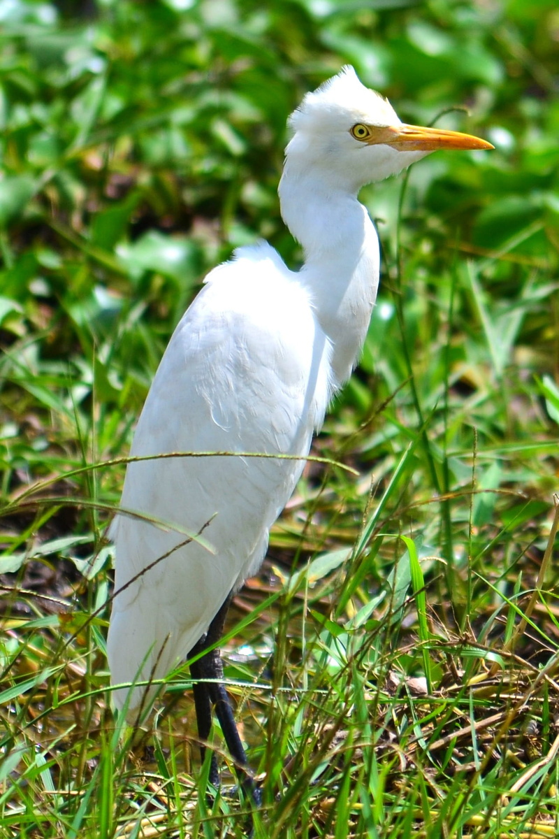 bird watching, animal, mawanella, nature, no people, land, crane, ceylon, sri lanka, 1080P, bird, wildlife, green color, focus on foreground, animal wildlife