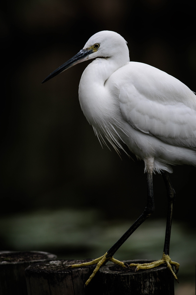 animal body part, focus on foreground, stork, one animal, 5K, close-up, white heron, animal head, animal themes, beak, white color, outdoors, animals in the wild