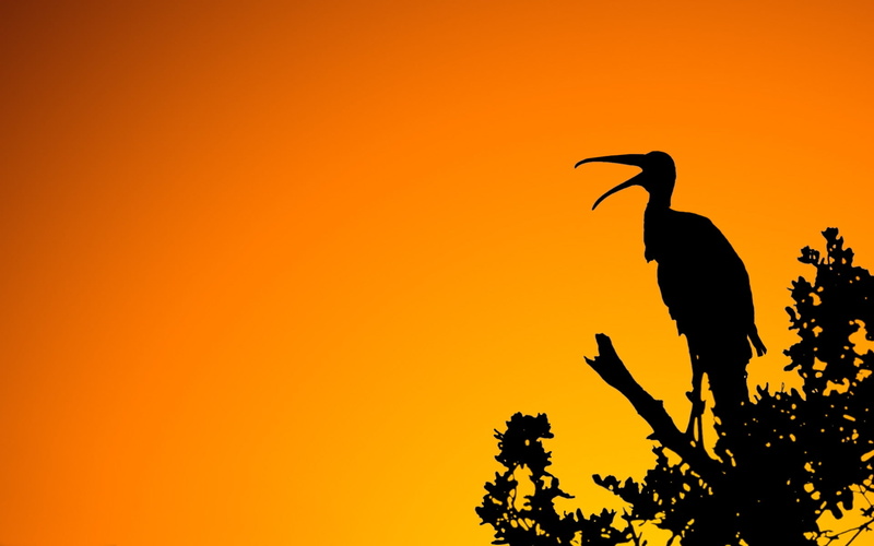 fable, Egrets, graphics, art, stork, adebar, hd, 1080P, silhouette, vector, abstract