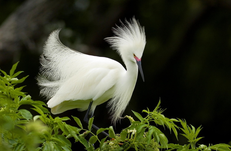 close-up, white, Plumage, Breeding, Animals, 1080P, stork, Snowy, animals in the wild, bird, day, nature, leaf, green color, beak, plant, no people, animal