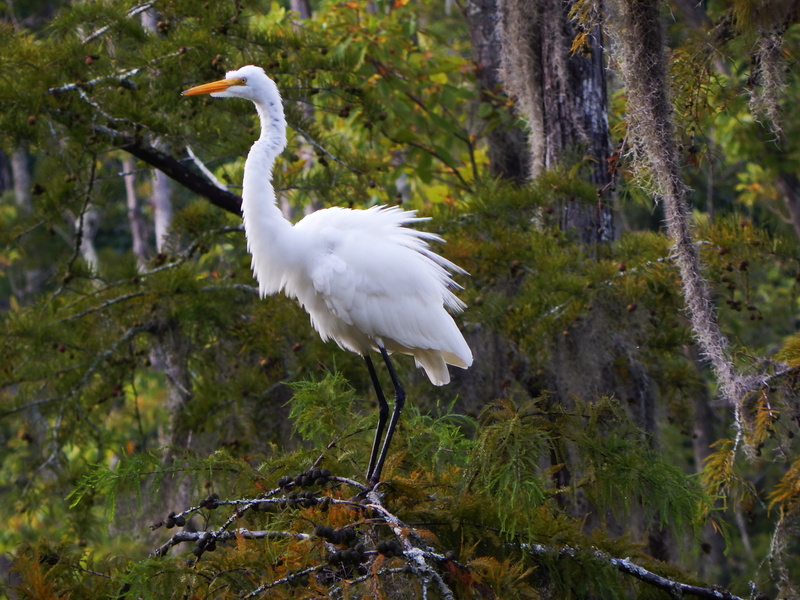 tree, 4K, bird, animals in the wild, white color, water, focus on foreground, birds, nature, louisiana, plant, branch, egret, vertebrate, park, white