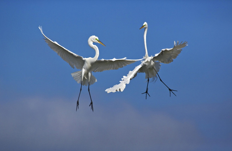 1080P, one animal, scene, Birds, nature, movie, sky, animal, Egrets, clear sky, blue, mid-air, Flight, spread wings, Animals, Florida, vertebrate, Venice
