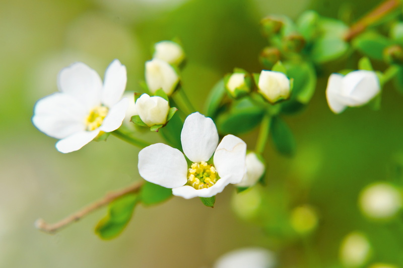 Meadowsweet, white, 4K, D7000, close-up, Plant, Japan, branch, green, stem, Macro, flower Head, Aoba, Beautiful, springtime, Nikon AF, freshness, flower