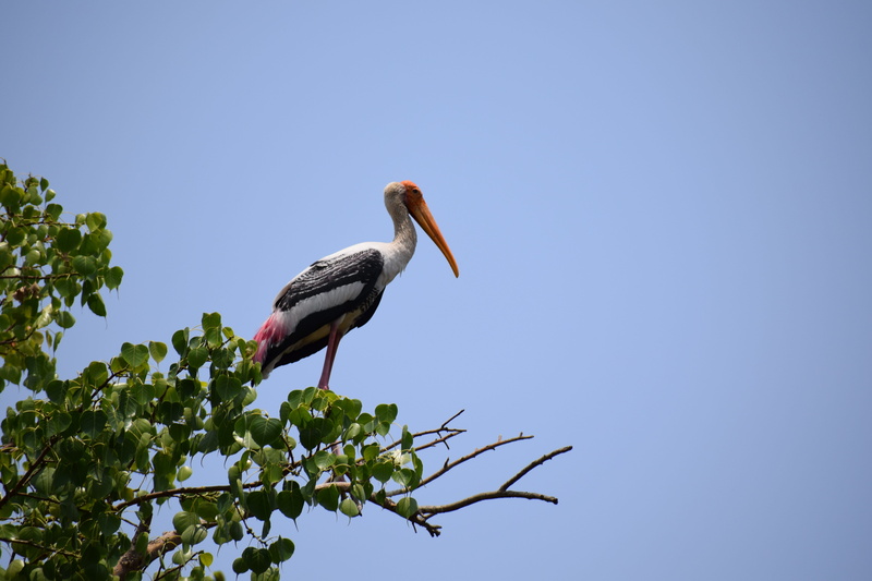 stork, 5K, low angle view, animal, heron, animal themes, beak, animals in the wild, one animal, outdoors, tree, branch, nature, plant, copy space, vertebrate