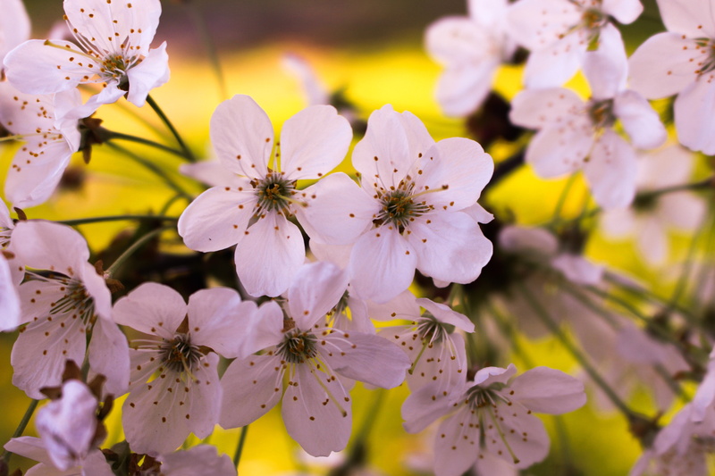 flowering plant, blossom, april, petal, photo, beauty in nature, grow, floral, fragility, branch, spring, growth, garden, purple, softness, springtime