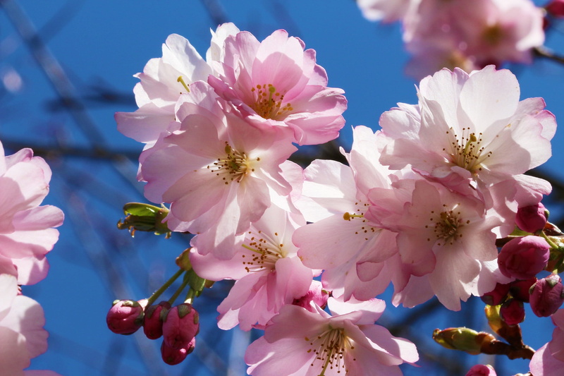 blossom, rosaceae, color Image, beauty In Nature, blue, fragility, branch, plum blossom, 2K, japanese cherry, flower Head, pink, blue sky, vulnerability