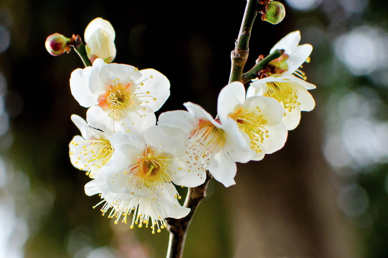 plant, Japanese Apricot, pollens, plum, petal, photo, Tree, blossom, Macro, Winter, nature, Yokohama, Plum Blossom, freshness, japanese, Flower, close-up