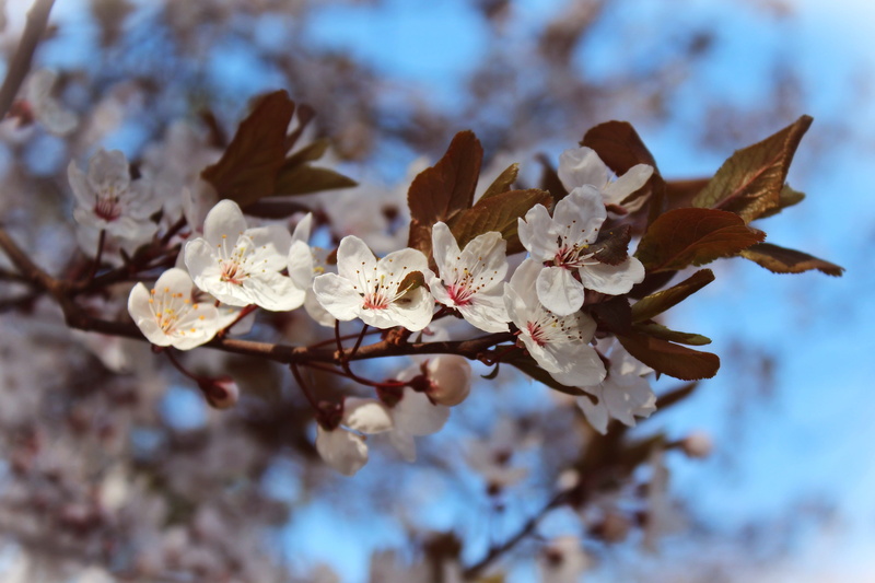 focus on foreground, outdoors, fragility, flowering plant, cherry tree, branch, spring, season, Flowers, Almond, blossomed, ornamental cherry, tree, beauty In Nature