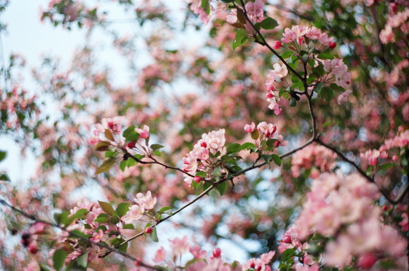 backgrounds, freshness, flowers, no people, season, flowering plant, softness, spring, japan, pink, beauty In Nature, focus, vulnerability, cherry, petal