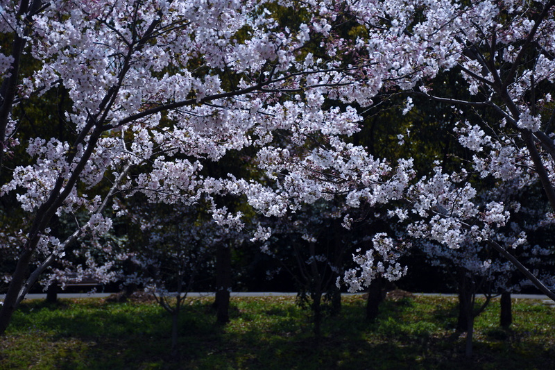 cherry blossom, leafed, trees, beauty in nature, planting, no people, nature, peony, tulip, festival, fruit tree, springtime, geranium, plant, white, fragility