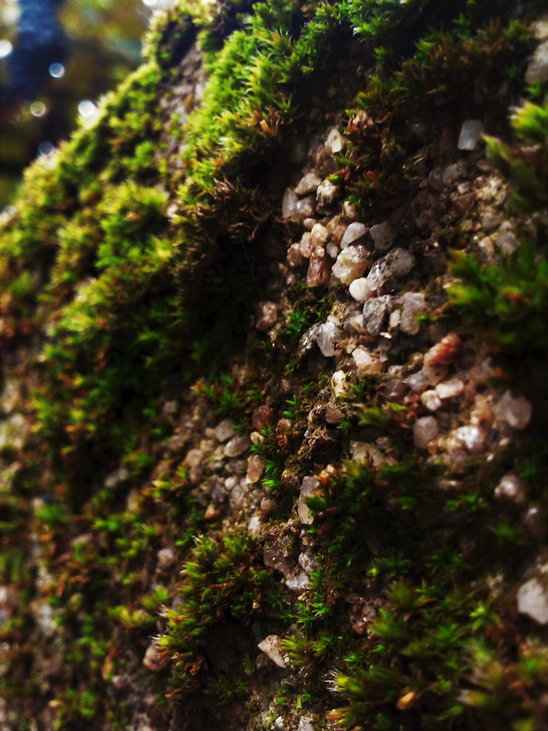 tranquility, tree, no people, focus on foreground, covering, nature, growth, 2K, day, beauty in nature, plant, trunk, pebbles, green color, selective focus