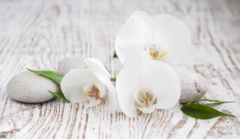 food and drink, healthy lifestyle, Orchid, leaves, white, flower head, plant, aromatherapy, flower, purity, wood - material, white color, indoors, still life