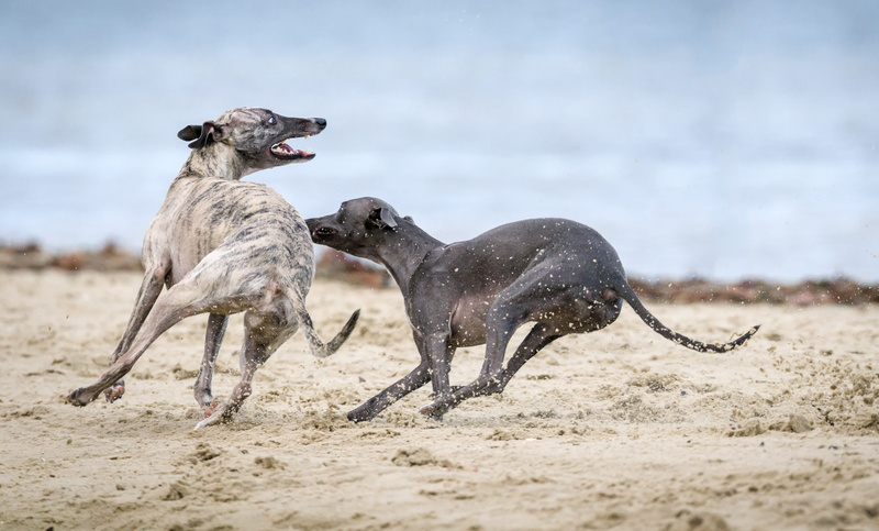 two, playful, mammal, nature, animal wildlife, sands, no people, running, 4K, dog, two animals, land, day, vertebrate, domestic animals, run, animal, play