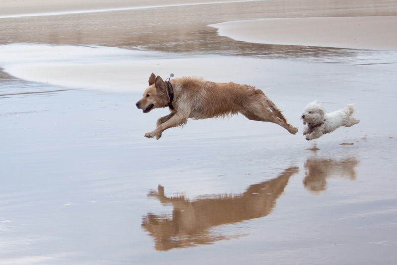 domestic, nature, canine, short, friendship, fun, day, wave, animal, domestic Animals, beach, puppy, playful, playing, sea, run, sand, mixed-Breed Dog