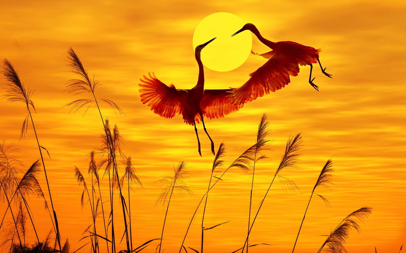 beauty in nature, birds, orange color, growth, quality, plant stem, high, close-up, tranquility, sky, flowering plant, outdoors, egrets, tranquil scene
