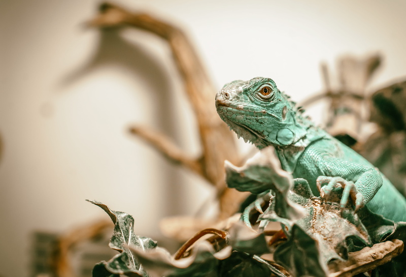 leopard, animal head, focus on foreground, turtle, iguana, tortoise, pet, wildlife, extinct, one animal, aloe, panther, outdoors, animal body part, green