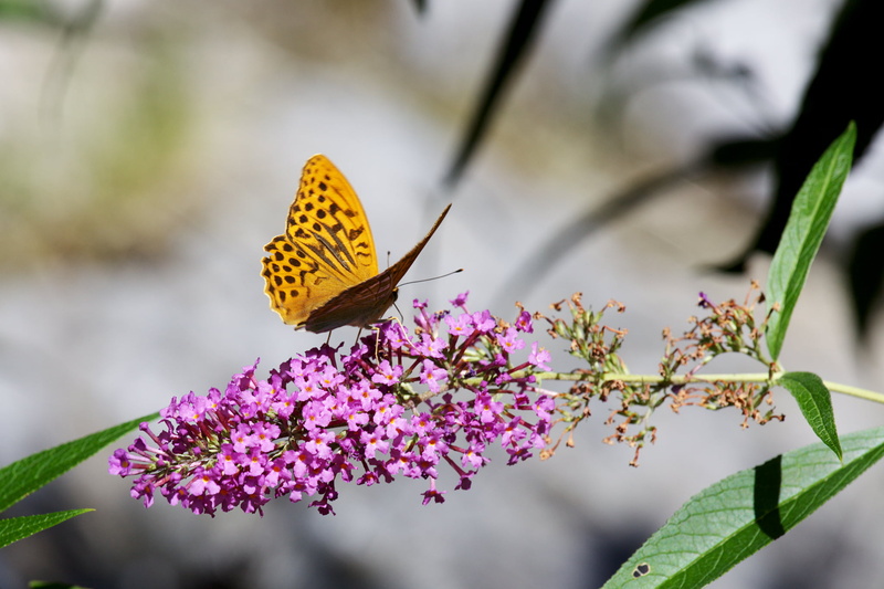 photo, nymph, park  valley, common, italy, season, art, natural, common brown, butterfly, weather, butterfly - Insect, travel, pink, forest  mountain, nature