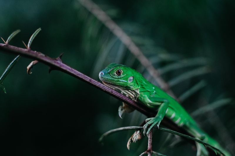 sarapiquí, shift, finch, animal head, animal themes, one animal, animal eye, focus, animal, travel, focus on foreground, vertebrate, chameleon, gecko, tree