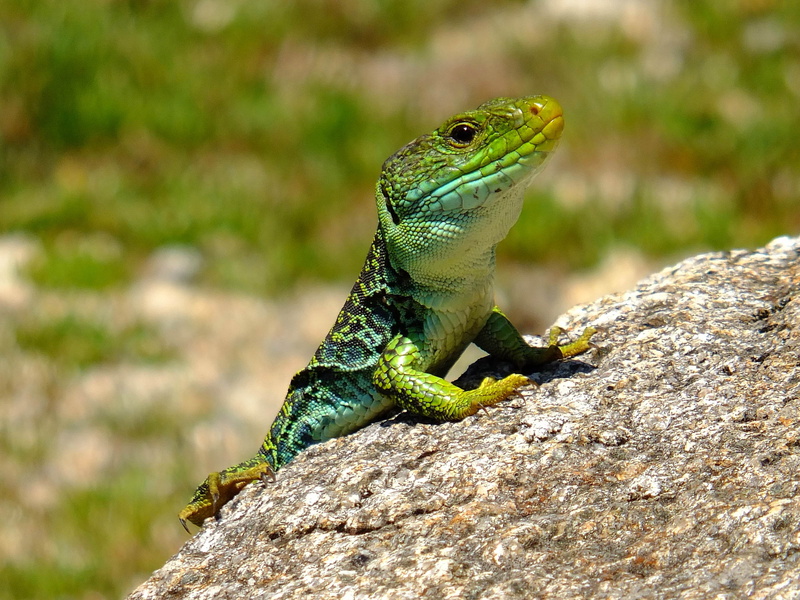 lagartos, dragon, green lizard, 4K, España, gray rock, Galicia, wildlife, animal, fujifilm X-S1, nature, gray, iguana, rock, reptile, Pontevedra, animals