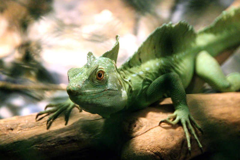 day, Basilisk, basiliscus basiliscus, close-up, selective focus, focus on foreground, nature, tree, animal, 2K, animals And Pets, animal wildlife, reptiles