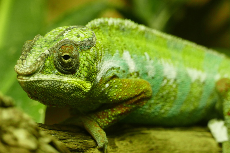 Closeup, animals, 4K, green Color, animal eye, no people, animal themes, macro, animals in the wild, green, shot, outdoors, animal head, one Animal, animal scale