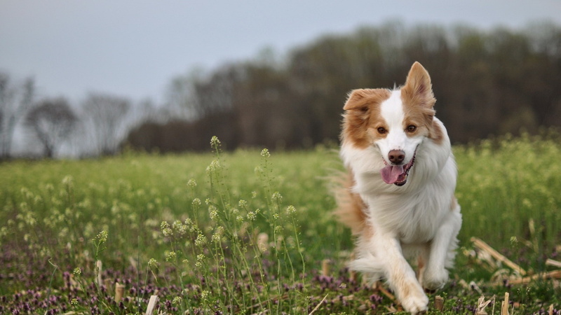 outdoors, animal tongue, mammal, facial expression, panting, animal themes, 1080P, portrait, canine, dog, nature, grass, one animal, pets, animals, border collie
