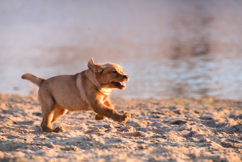 running, animals, dog, 1080P