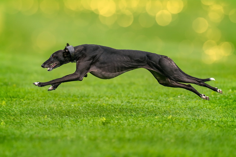 motion, green, animal, domestic animals, one animal, 1080P, no people, nature, mammal, green color, running, animals, plant, grass, field, selective focus