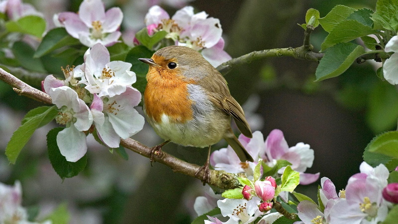 robins, flowers, 1080P, birds, twigs, nature