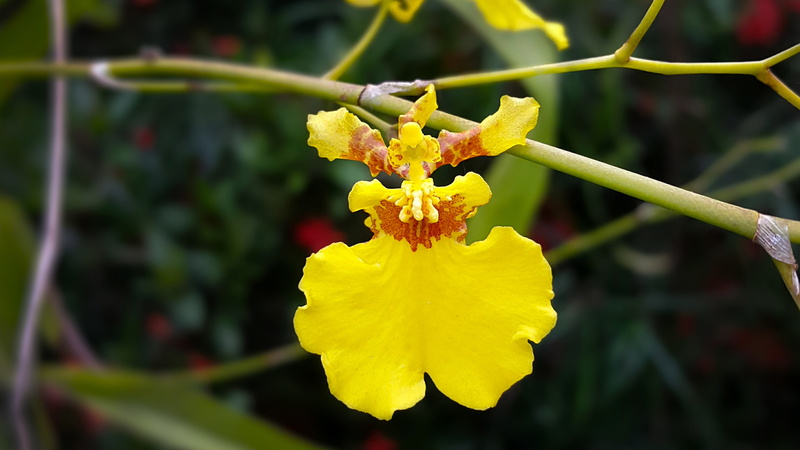 5K, plants, flowers, branch, yellow flowers, orchids, twigs