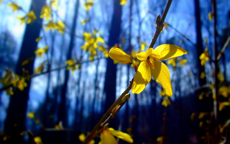 2K, yellow flowers, plants, depth of field, nature, twigs, Forsythia, flowers