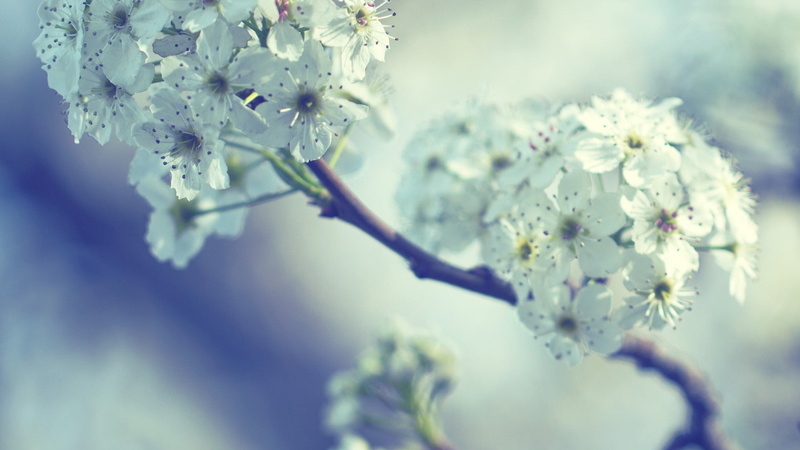 white flowers, nature, petal, branch, flower, white, twig, outdoors, no people, plant, flowers, flowering plant, bunch of flowers, 1080P, inflorescence
