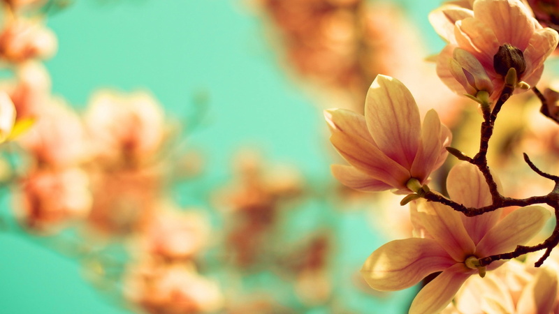 fragility, beauty in nature, inflorescence, orange, vulnerability, springtime, pollen, day, twigs, flowering plant, flowering, plants, flowers, focus on foreground