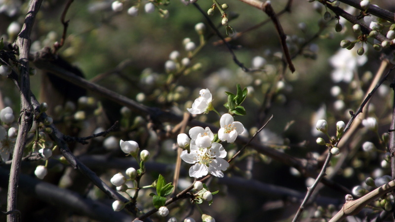 vulnerability, growth, flower, flower head, no people, twigs, macro, focus on foreground, cherry blossom, 4K, springtime, blossom, tree, outdoors, blossoms