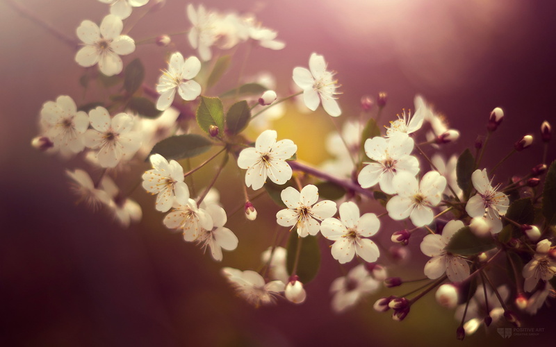 nature, 2K, twigs, white flowers, flowers