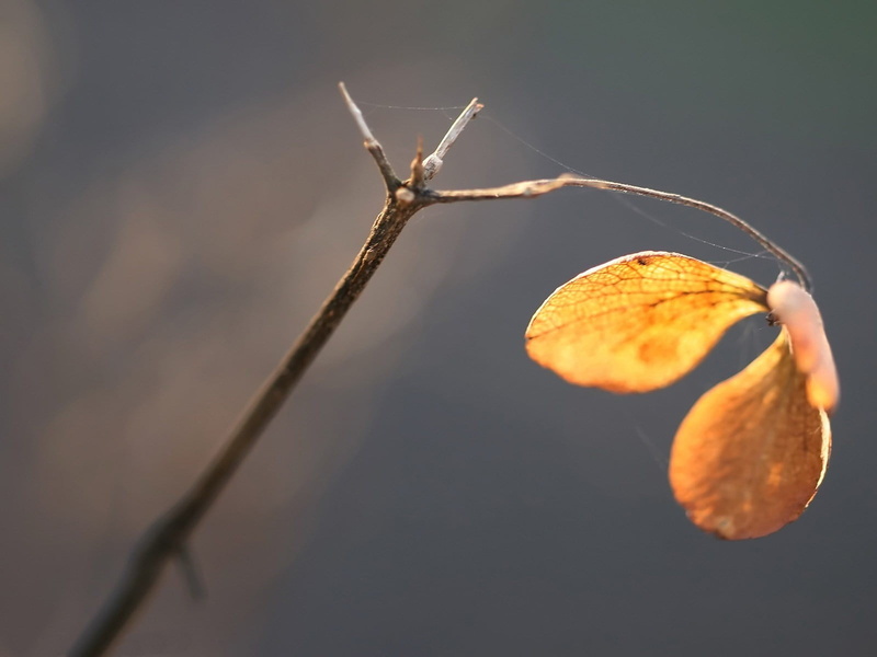 brown, insect, plant part, twig, plant, 720P, leaf, invertebrate, focus on foreground, nature, leaves, one animal, animal, butterfly - insect, twigs, day