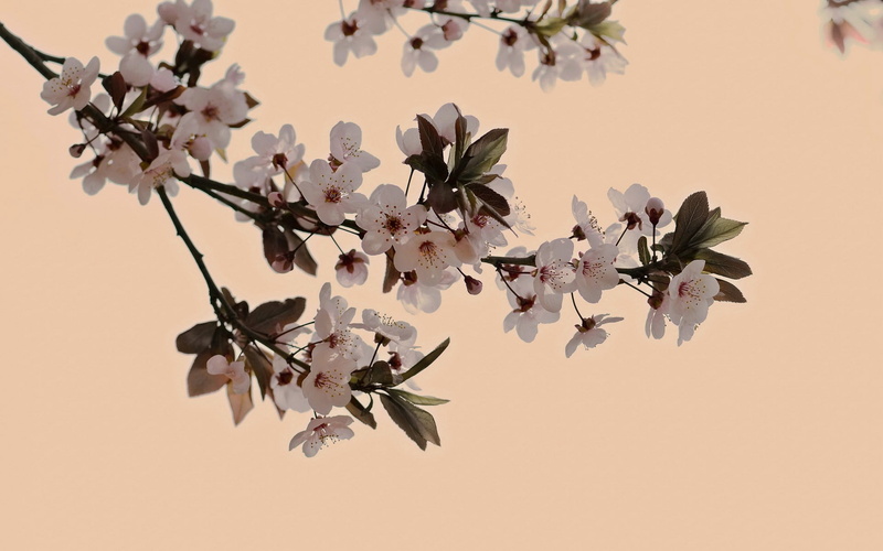 flower, flower head, springtime, day, flowers, tree, plant, outdoors, vulnerability, fragility, 1080P, branch, cherry tree, nature, cherry blossom, pink color